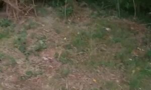 Ebony flashing and outdoor masturbation of busty black babe Bunny having exhibitionist fun outside