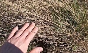 Petting milf grass